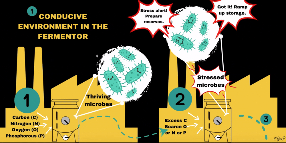 Stressed microbes produce bioplastic polymers